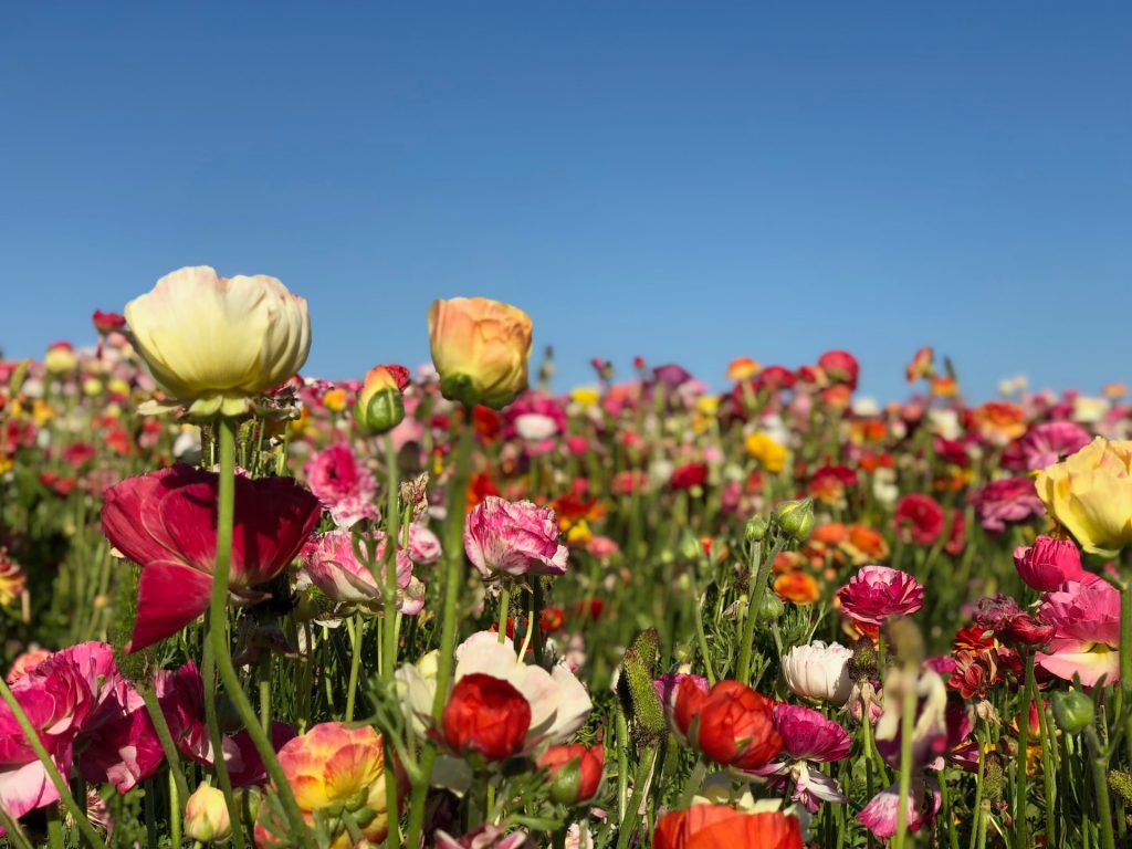 Carlsbad Flower Fields